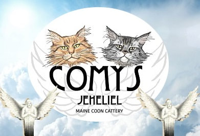 MAINE COON CATTERY COMYS JEHELIEL